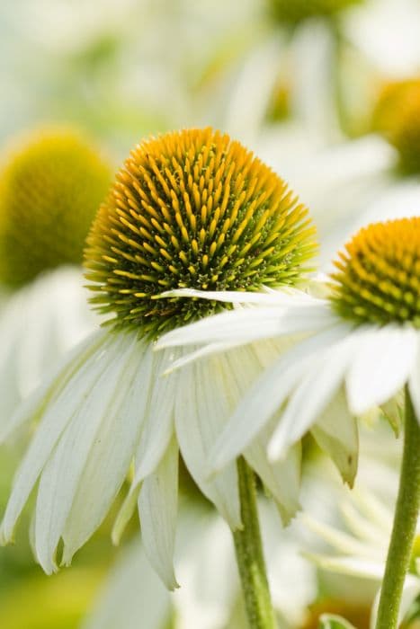 purple coneflower 'Baby Swan White'