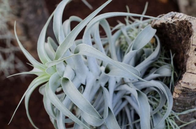 Cactus-dwelling air plant