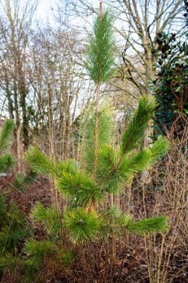 Japanese black pine 'Ogon'