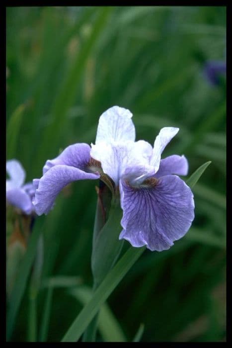 Siberian iris 'Shall We Dance'