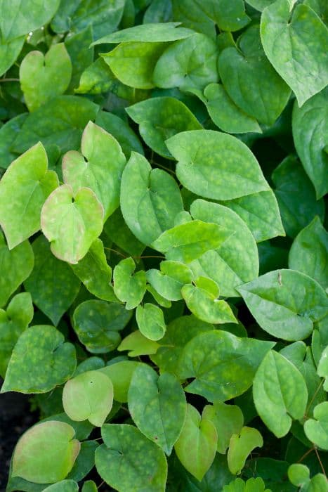 barrenwort 'Arctic Wings'