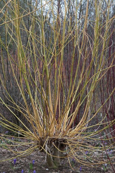 box elder 'Winter Lightning'