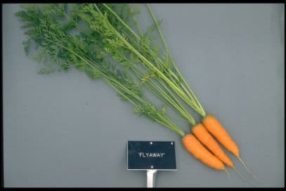 carrot 'Flyaway'