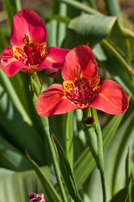 peacock tiger flower