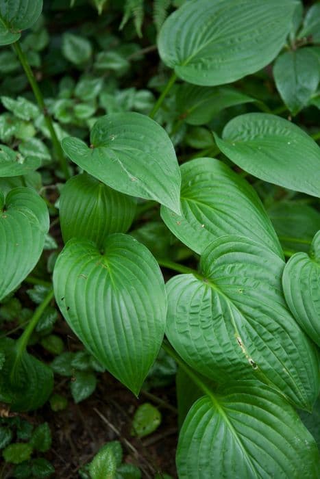 plantain lily 'North Hills'