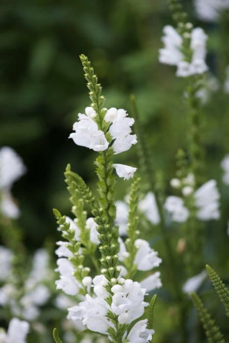 obedient plant 'Crown of Snow'