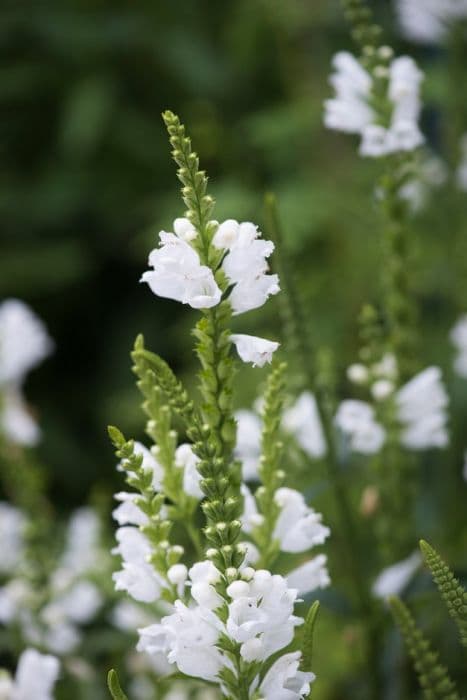 Obedient plant 'Crown of Snow'
