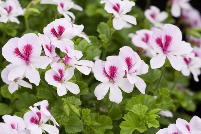 Pelargonium 'Mrs G.H. Smith'