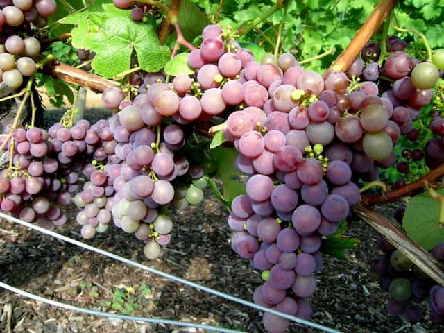 Grape 'Fragola'