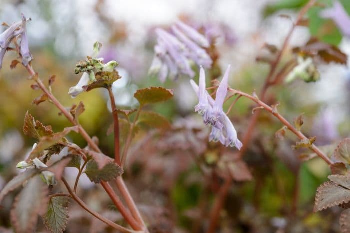 corydalis 'Chocolate Stars'