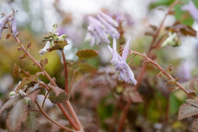 Corydalis 'Chocolate Stars'