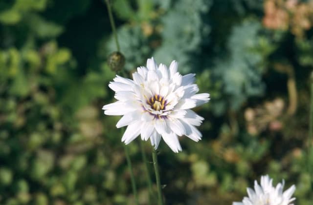 Cupid's dart 'Alba'