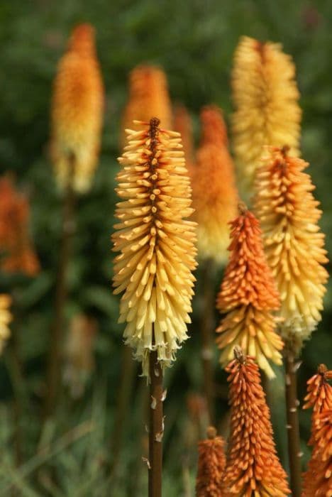 red-hot poker 'Tawny King'