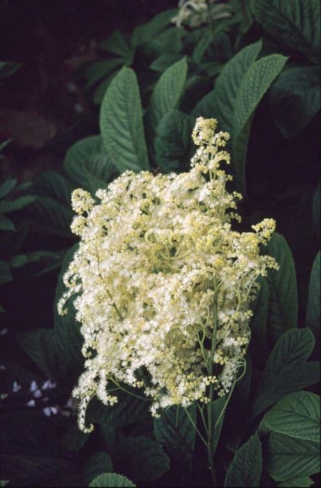 featherleaf rodgersia