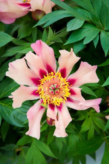 peony 'Court Jester'