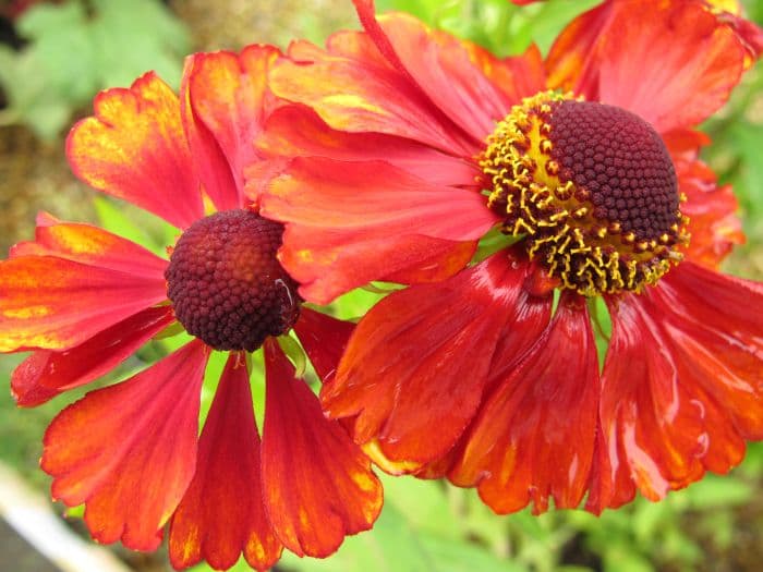 sneezeweed 'Chelsey'