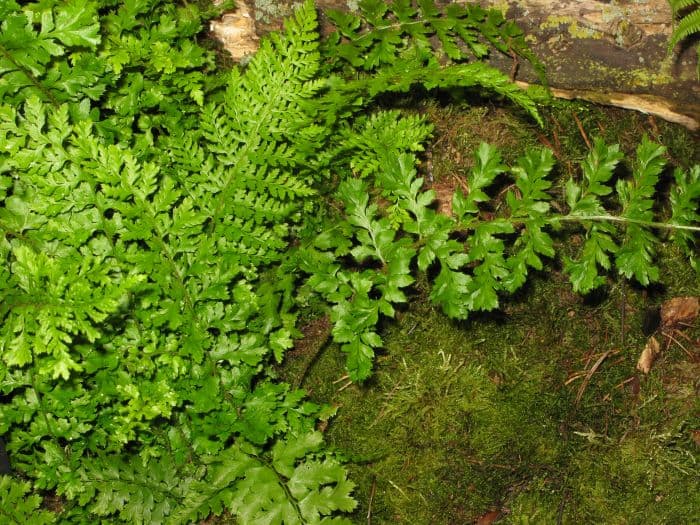 soft shield fern Divisilobum Group