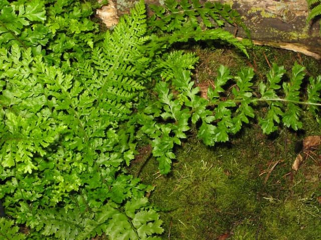Soft shield fern Divisilobum Group