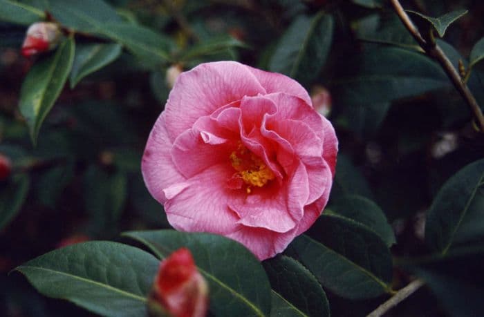 camellia 'Leonard Messel'