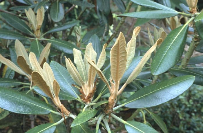 false milky-yellow rhododendron