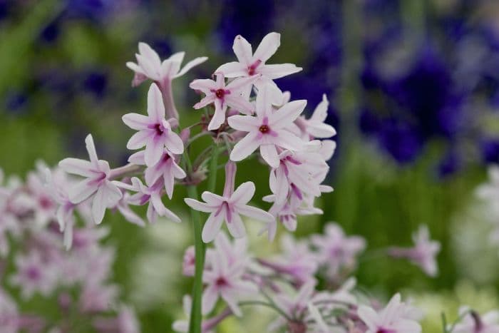 society garlic 'Purple Eye'