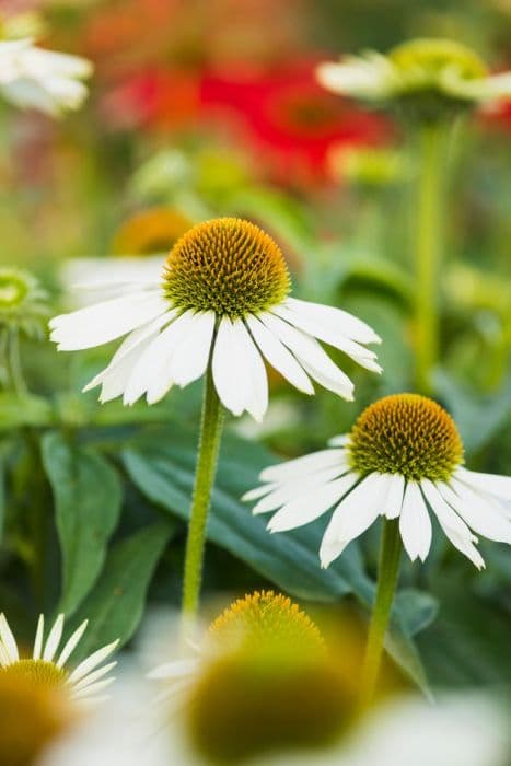 coneflower [Sombrero Blanco]