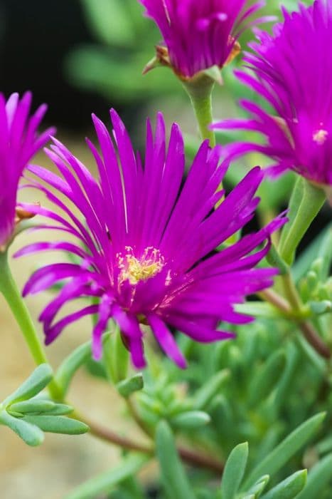 rosy shining plant