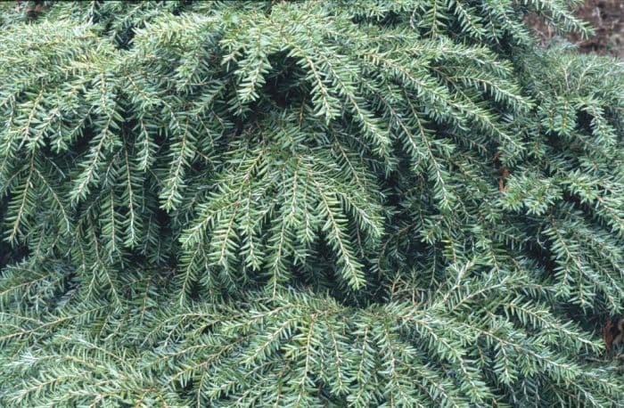 eastern hemlock 'Jeddeloh'