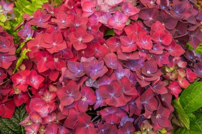 hydrangea [Deep Purple Dance]