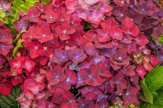 Hydrangea [Deep Purple Dance]