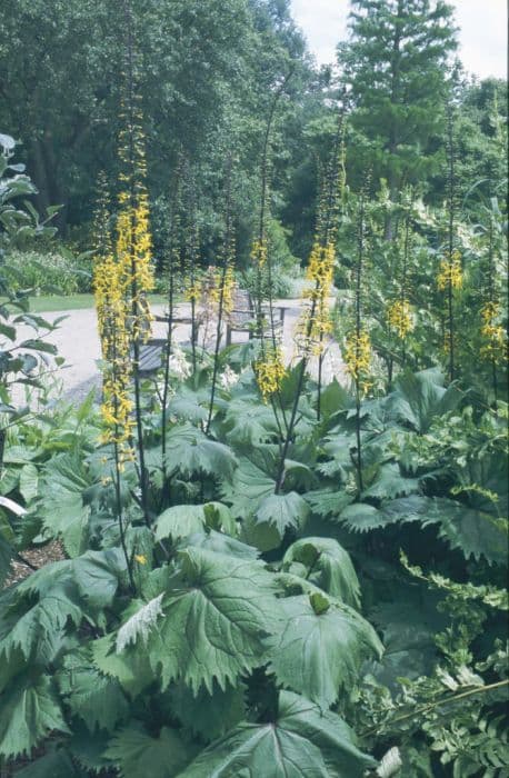 leopard plant 'The Rocket'