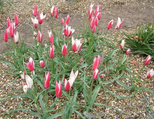 Tulip 'Peppermintstick'
