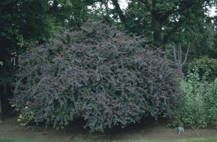 barberry 'Superba'