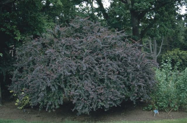 Barberry 'Superba'