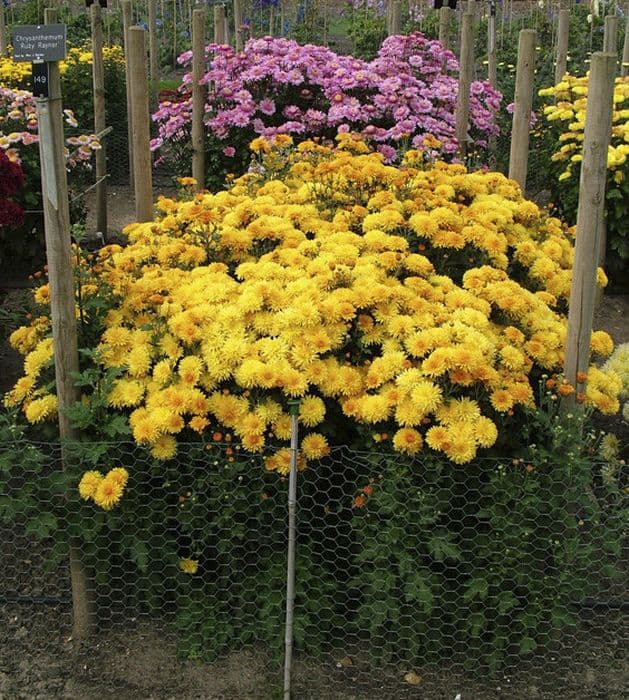 chrysanthemum 'Ruby Raynor'