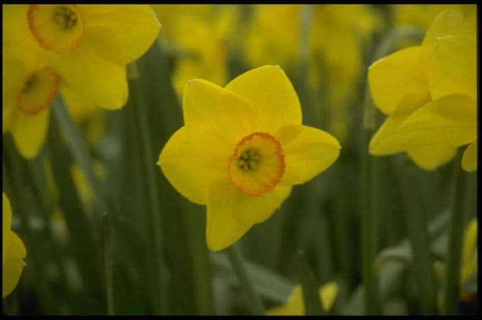 daffodil 'Triple Crown'