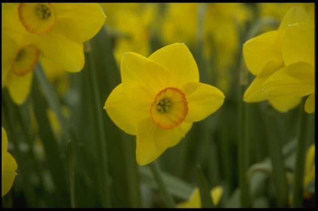 Daffodil 'Triple Crown'