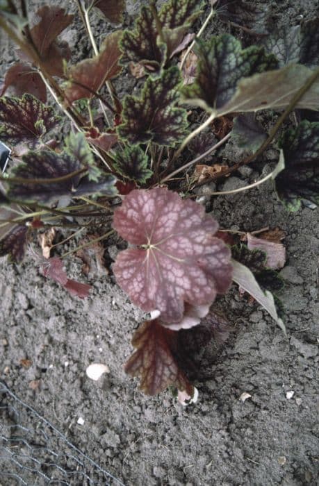 alum root 'Beauty Colour'