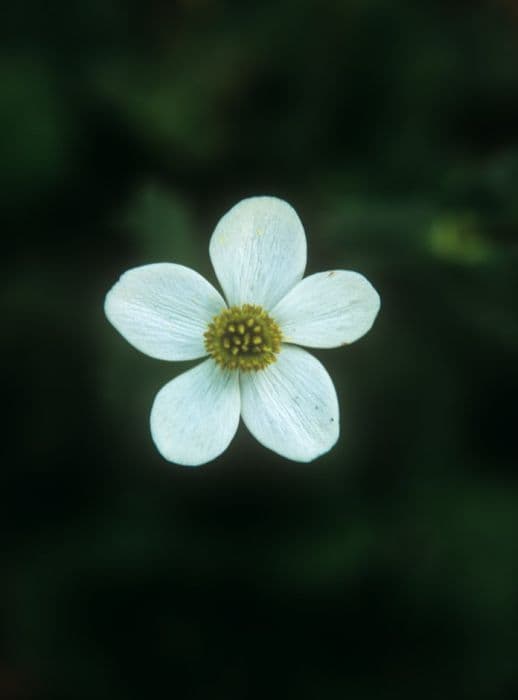 white-flowered winter windflower