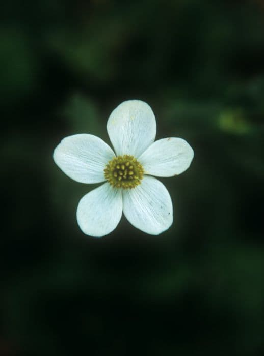 White-flowered winter windflower