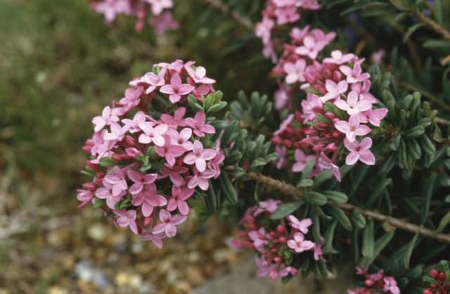 Garland flower 'Eximia'