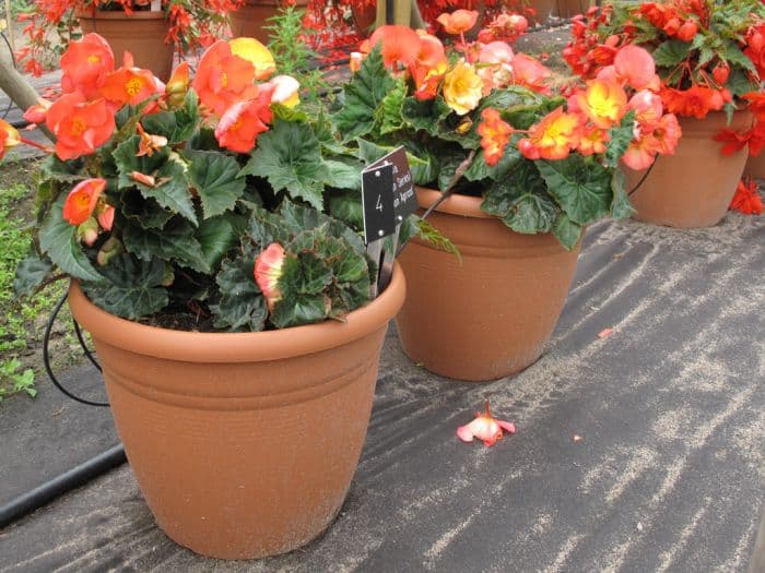 begonia 'Illumination Apricot'