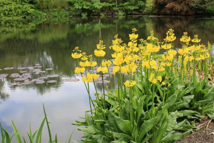 candelabra primrose