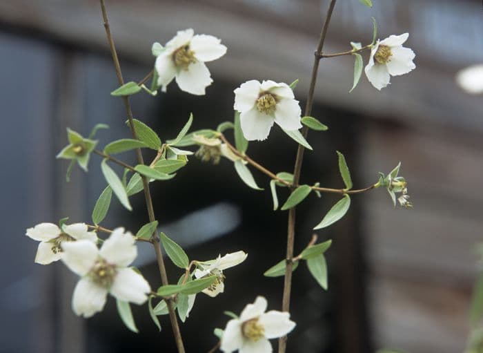 mock orange 'Mexican Jewel'