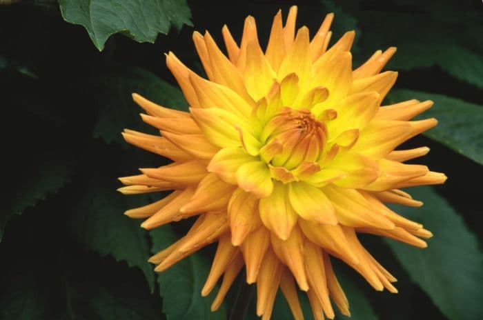 dahlia 'Wootton Impact'