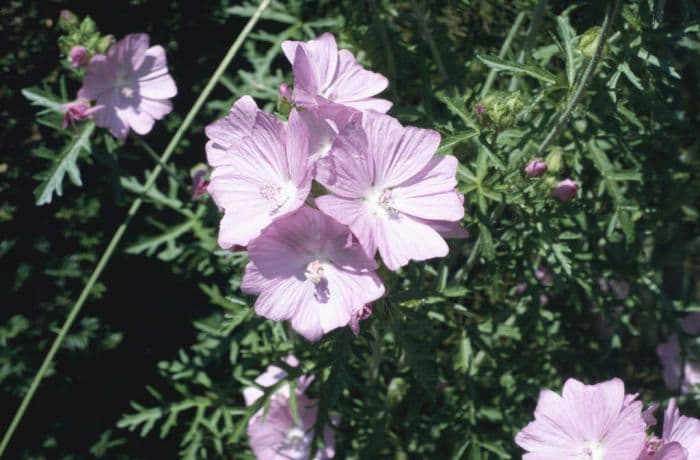 musk mallow