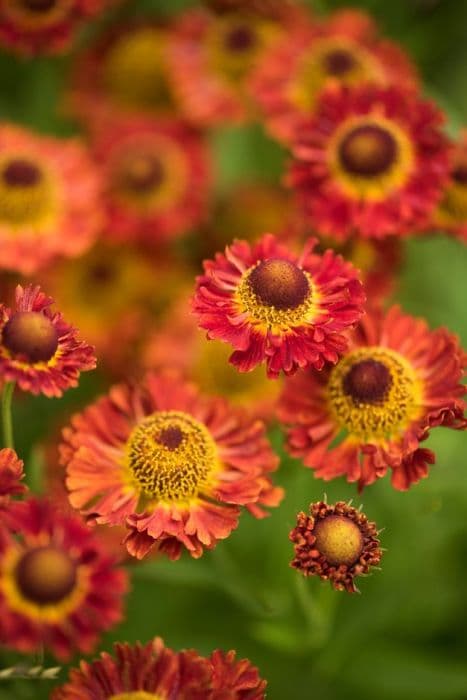 sneezeweed 'Ranchera'