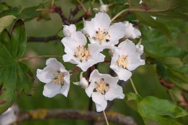 Lebanese wild apple