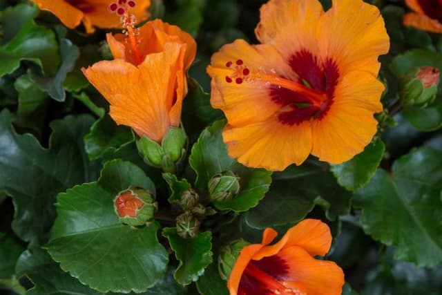 Chinese hibiscus 'Petit Orange'