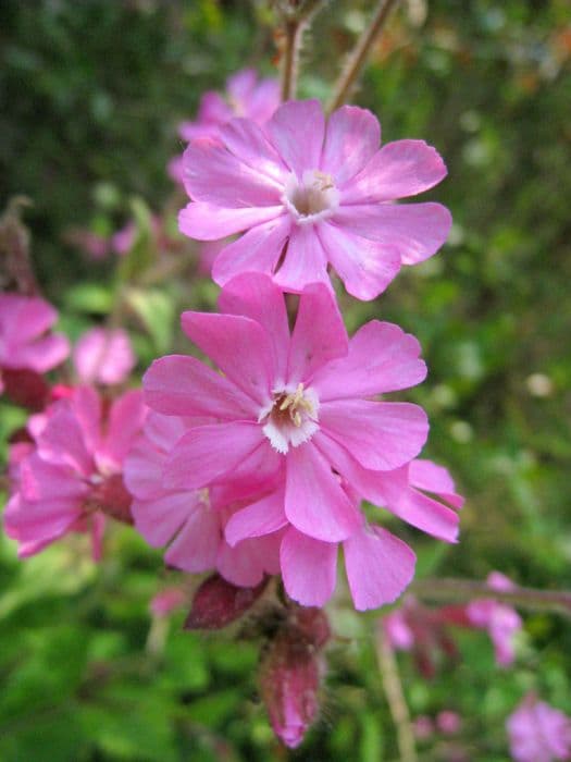 sticky catchfly